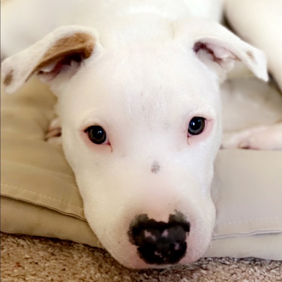 Meet your Posher, Jourdin - Picture 3 of 7